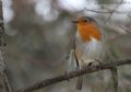 Erithacus rubecula